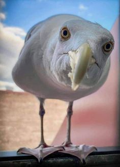 a close up of a bird on a window sill with clouds in the background