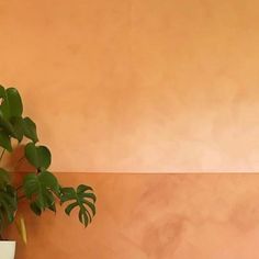 a potted plant sitting on top of a wooden table next to a white vase