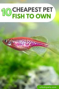 the top ten types of pet fish to own in an aquarium with text overlay