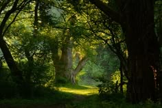 the sun shines through the trees on this path