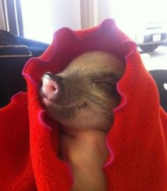 a small pig wrapped in a red towel with it's nose sticking out from under the blanket