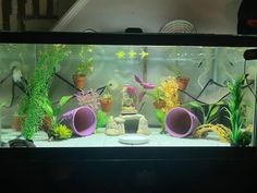 a fish tank filled with plants and rocks