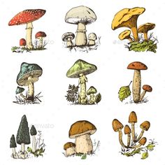 different types of mushrooms on white background - miscellaneous objects illustrations, clippings and photoshop