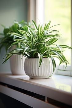 two potted plants sitting on top of a window sill