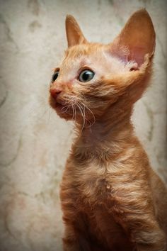 an orange cat with blue eyes looking up