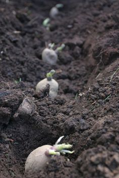 several small white flowers growing in the dirt