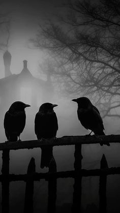 three black crows sitting on a fence in front of a foggy graveyard with trees