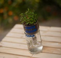 a small plant in a glass jar sitting on a wooden table