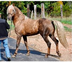 a man is walking his horse down the road