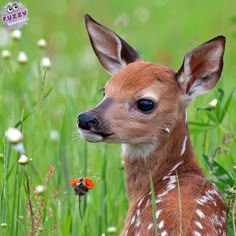 a baby deer is sitting in the grass and looking at something with its eyes open