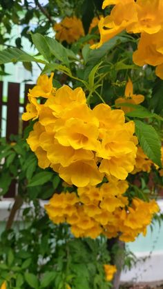 yellow flowers are blooming in the garden