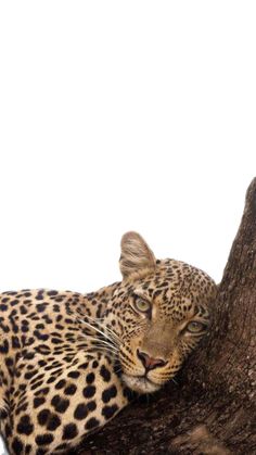 a leopard laying on top of a tree branch