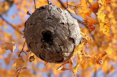 a bird nest hanging from a tree with yellow leaves