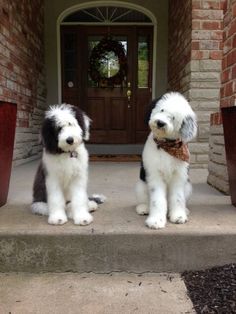 two black and white dogs are sitting on the steps