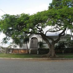 a large tree in front of a house