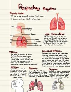 the anatomy of the human body is shown in this diagram, which includes organs and their major