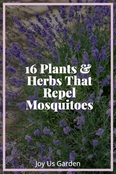 purple flowers with the words, 10 plants and herbs that repel mosquitos on it