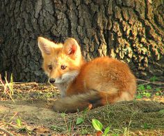 a baby fox is sitting in the grass near a tree