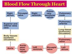 blood flow through the heart with different types of valves and vessels in each region, including