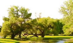 a pond in the middle of a park with trees and grass on both sides,