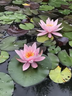 two pink water lilies floating on top of lily pads