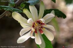 a white and red flower with green leaves