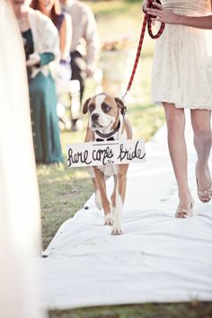 a small dog standing on top of a white blanket next to a woman holding a sign