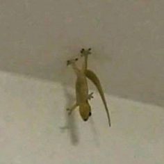 an animal that is standing up on the ceiling with its legs spread out and feet in the air