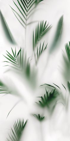 some green leaves are flying in the air on a white background and blurry image