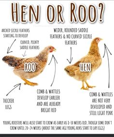 two chickens are shown with the words hen or roo written below them and an image of