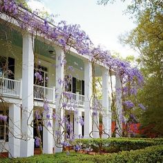 purple flowers growing on the side of a white house with columns and balconies