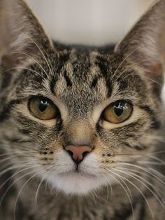 a close up of a cat's face looking at the camera