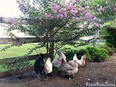 chickens and roosters are standing in the dirt by a tree with purple flowers on it