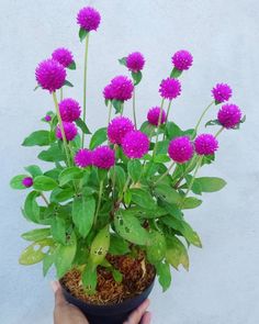 a person holding a potted plant with purple flowers in it and green leaves on the top