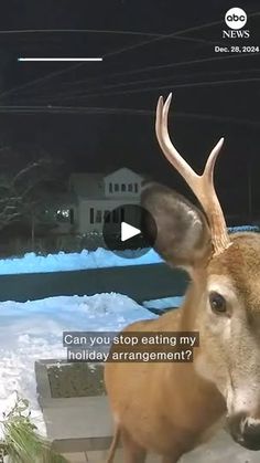 20M views · 282K reactions | Woman shoos away buck with security camera | "Uh, excuse me, buck."

A woman in Canada used the security camera on her front porch to communicate with a buck that was caught nibbling on her holiday... | By ABC News | Facebook