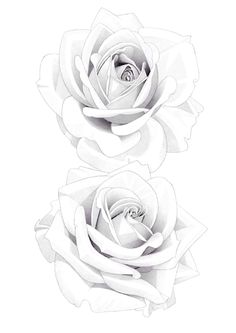 two white roses on a white background with one in the center and another in the middle