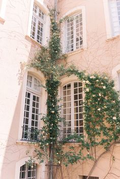 an ivy growing on the side of a building