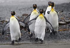 four penguins are walking on the beach together