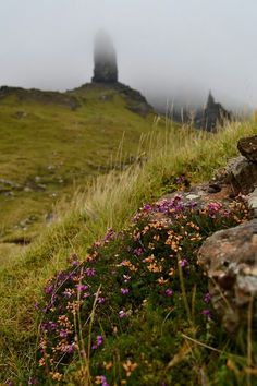 some purple flowers on the side of a grassy hill with a tower in the background