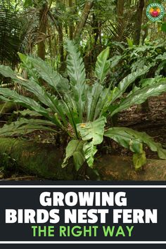 a large green plant sitting in the middle of a forest with text reading growing birds nest fern