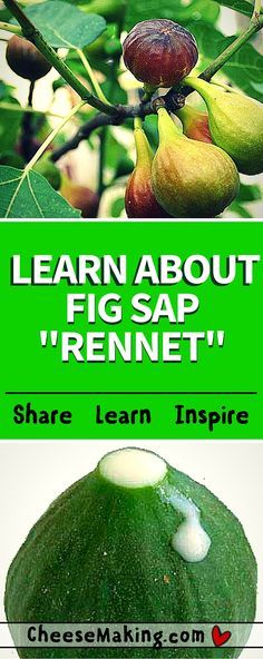 an avocado with the words learn about fig sap'rennet share learn inspire