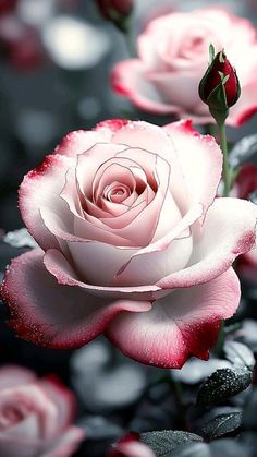 two pink roses are in the middle of black and white flowers with water droplets on them