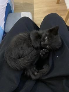 a black cat is sitting on someone's lap