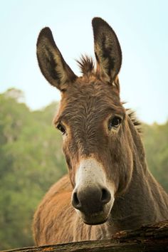 a donkey looking at the camera while standing next to a log in front of some trees