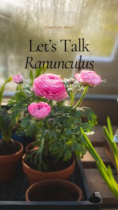 some pink flowers are in small pots on a table with the words let's talk ranunculas