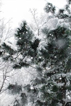 snow is falling on the pine tree branches