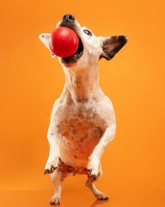 Abril nos cautivó con su energía y personalidad. 🤍 #jackrussell #jackeruselladventures #petlove Jack Russell, Pet