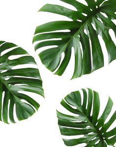 a black framed wall hanging on the side of a white wall with three green leaves