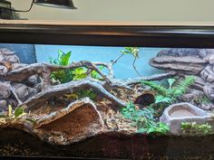 an aquarium with rocks and plants in it