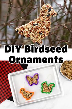 bird seed ornaments are hanging from a tree with the words diy birdseed ornaments on them